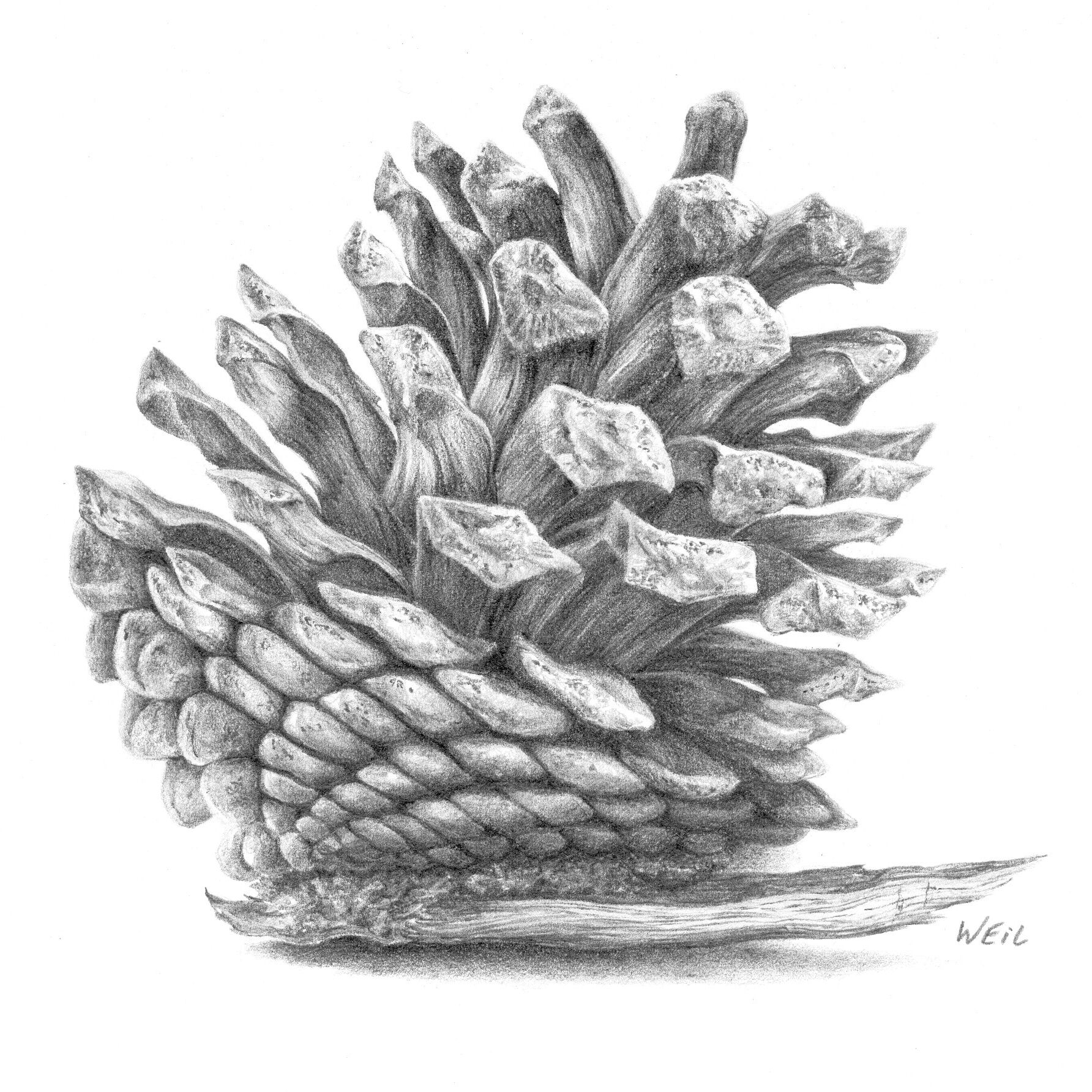 Pinecone2gs