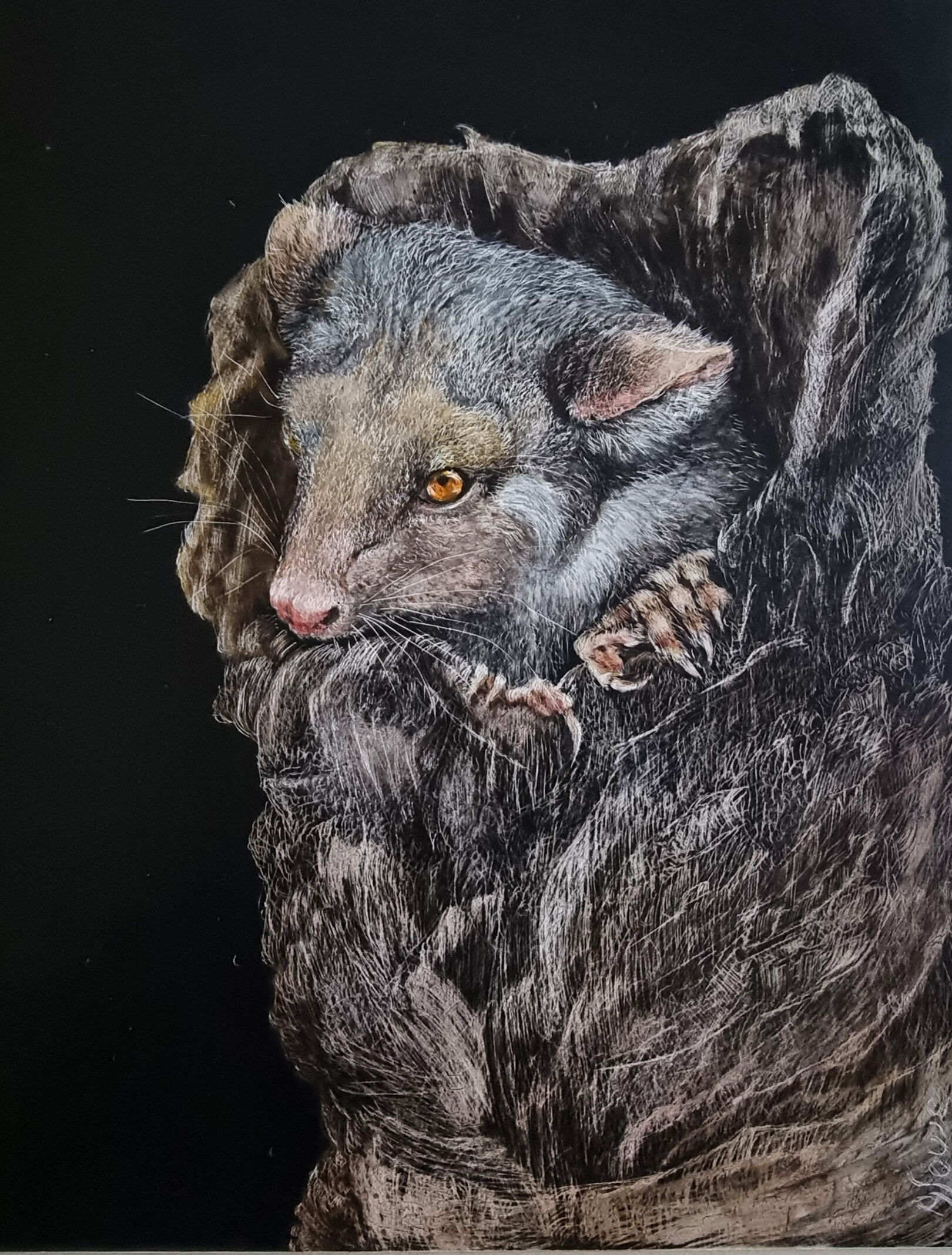 JLowe.Awaken, Ringtail Possum. Faces&Places Ex.Jul22 SB