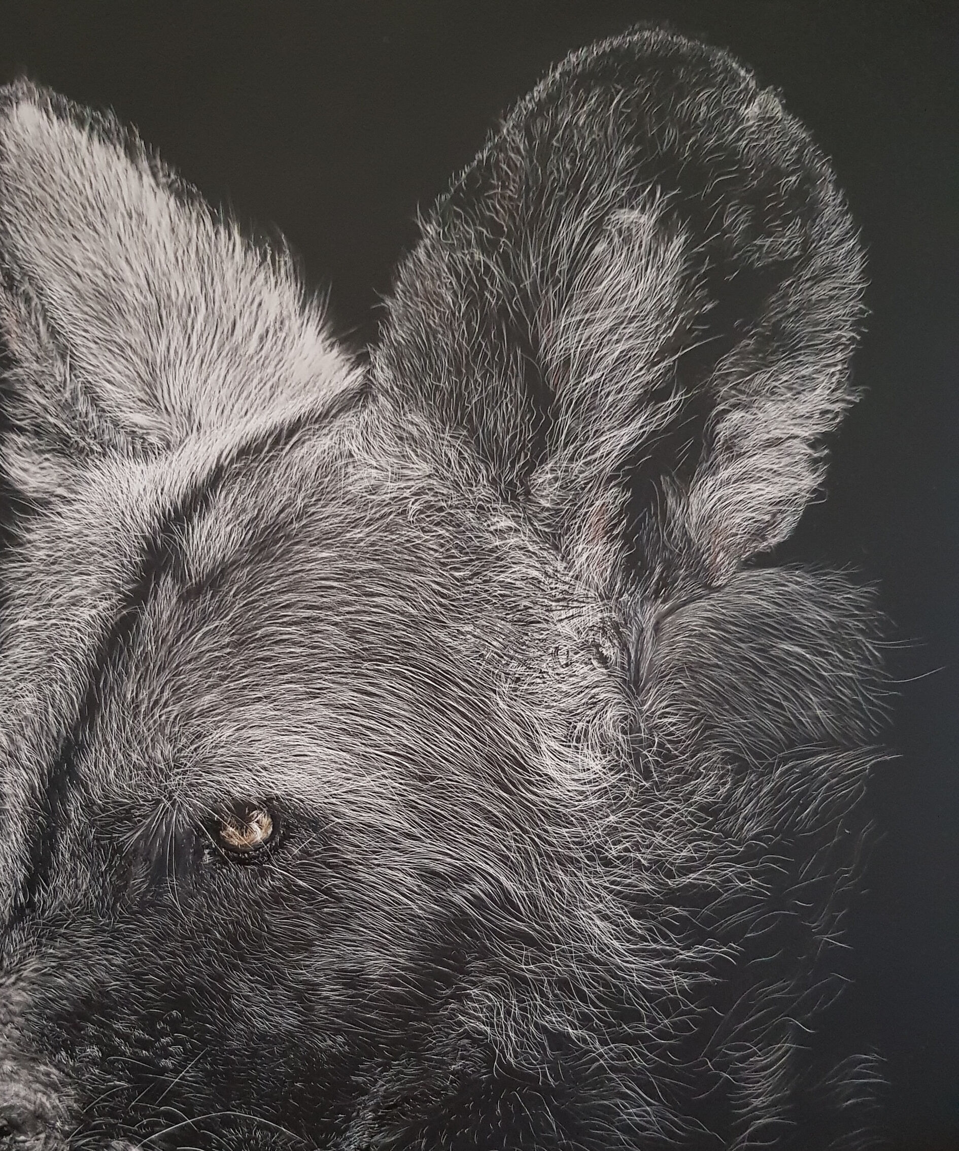 JLowe.African Painted Wolf. Faces&Places.Jul2022
