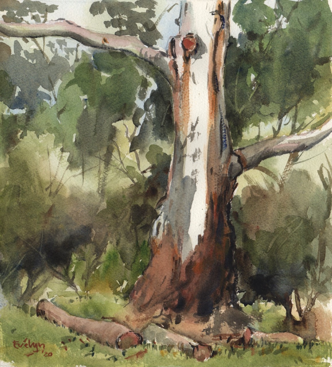 Evelyn Yee- Gum tree, Maranoa Botanic Gardens Medium used- Watercolour