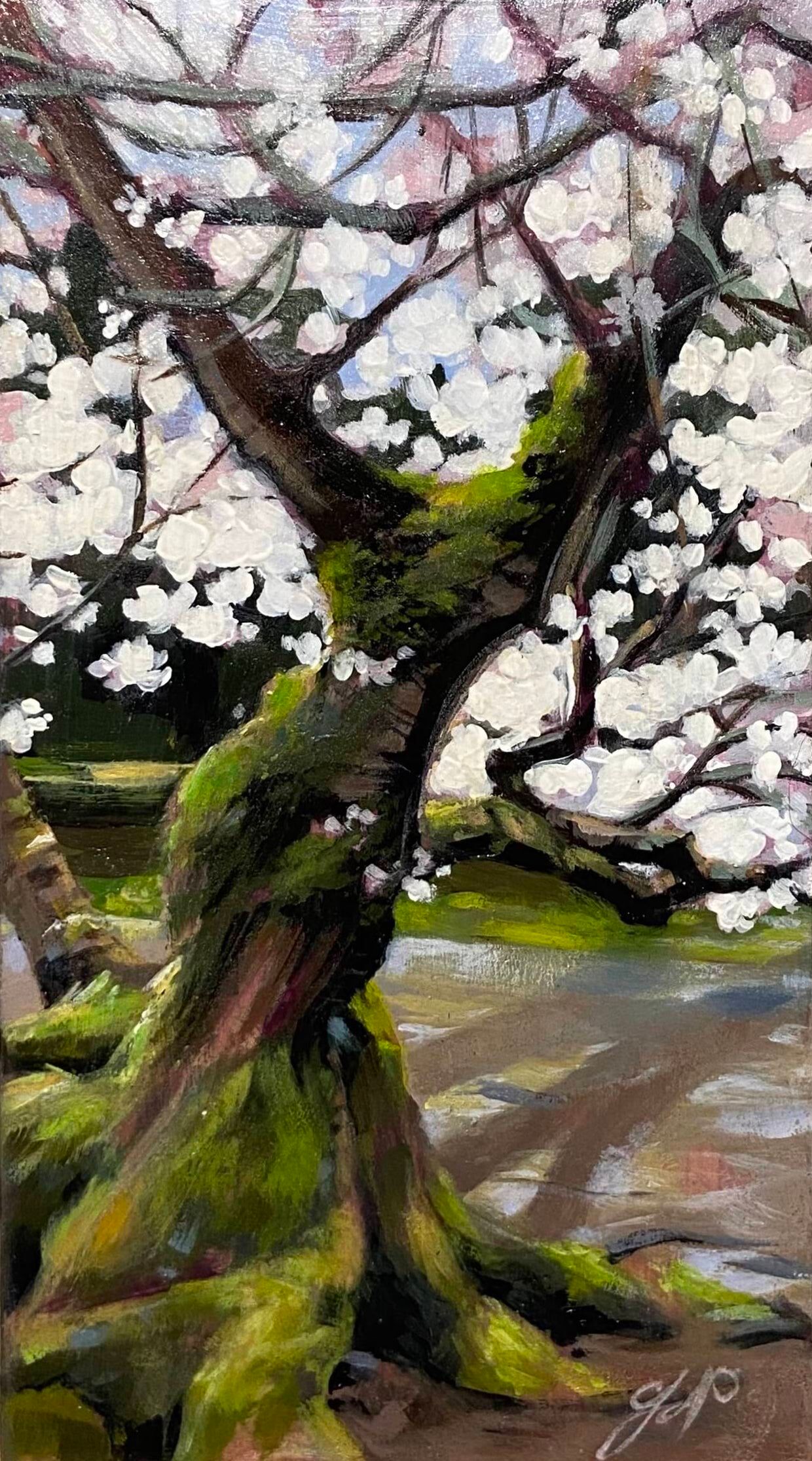 Christchurch Cherry Blossom