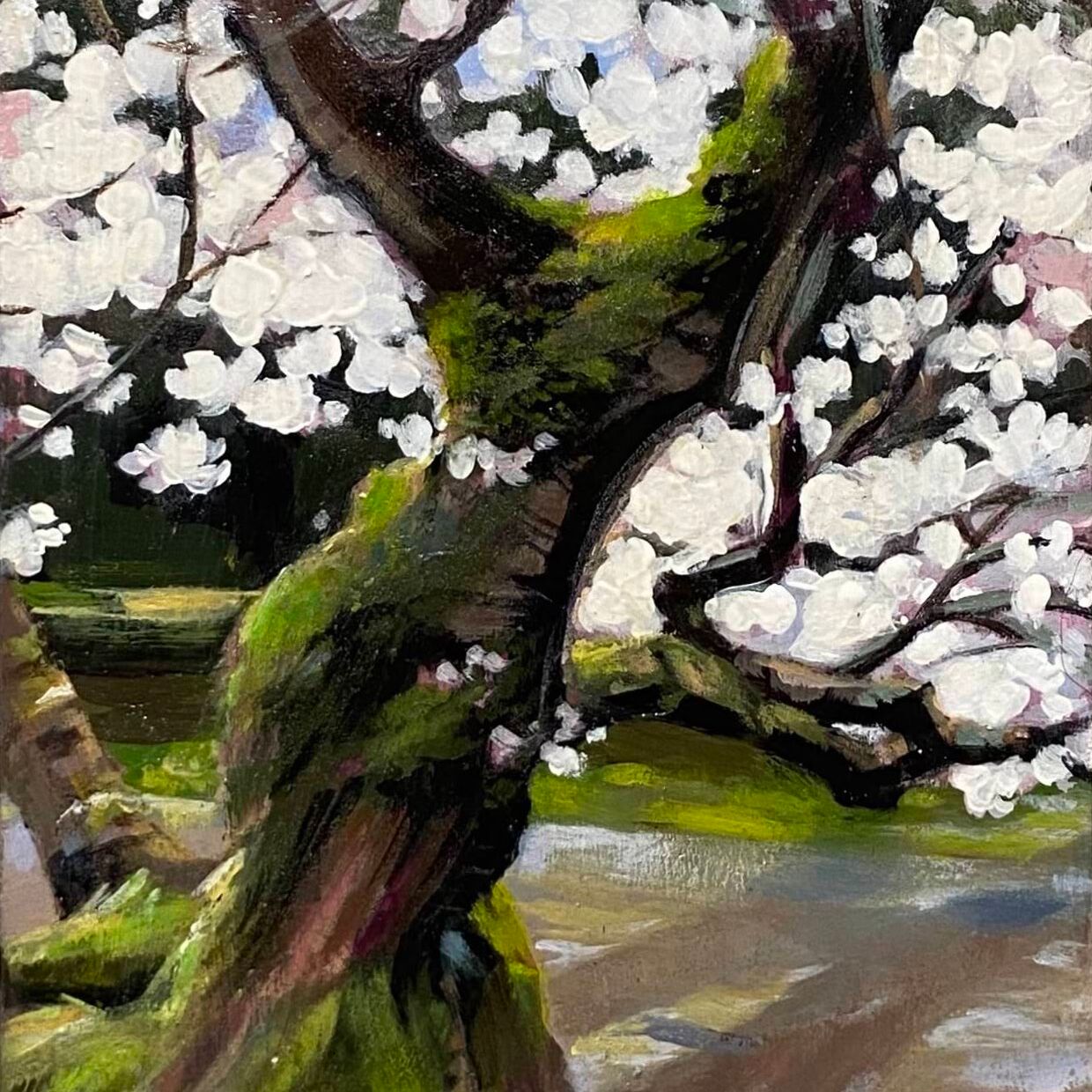 Christchurch Cherry Blossom