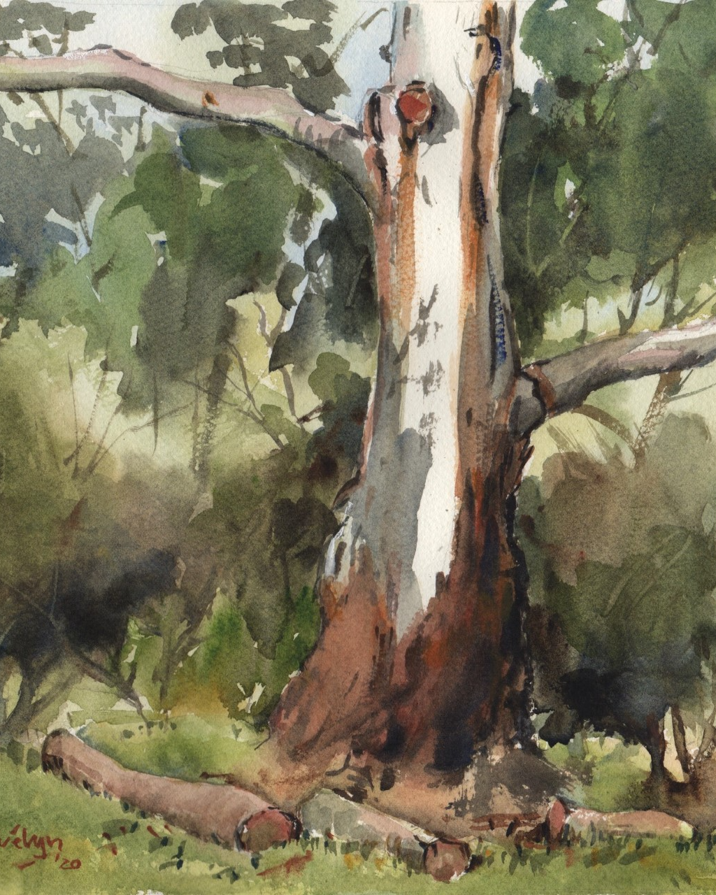 Evelyn Yee- Gum tree, Maranoa Botanic Gardens Medium used- Watercolour