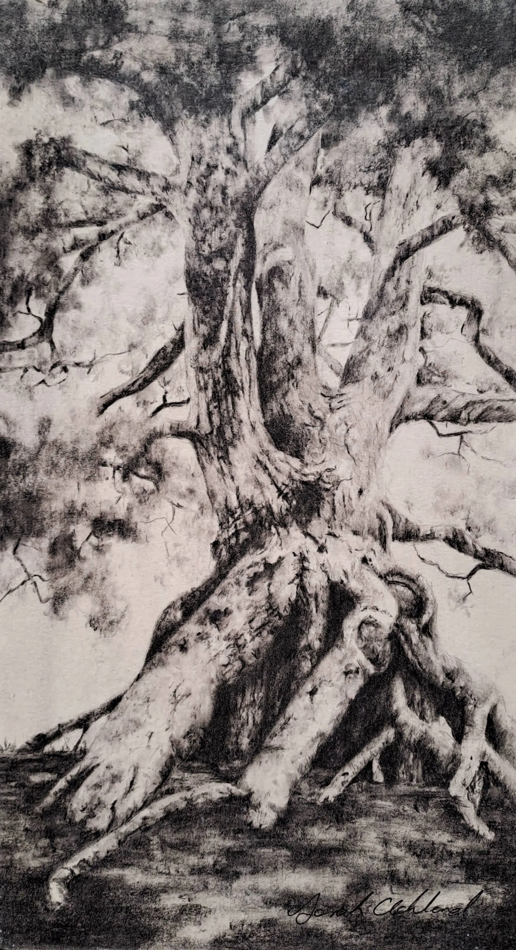 tree study 9x5.jpg