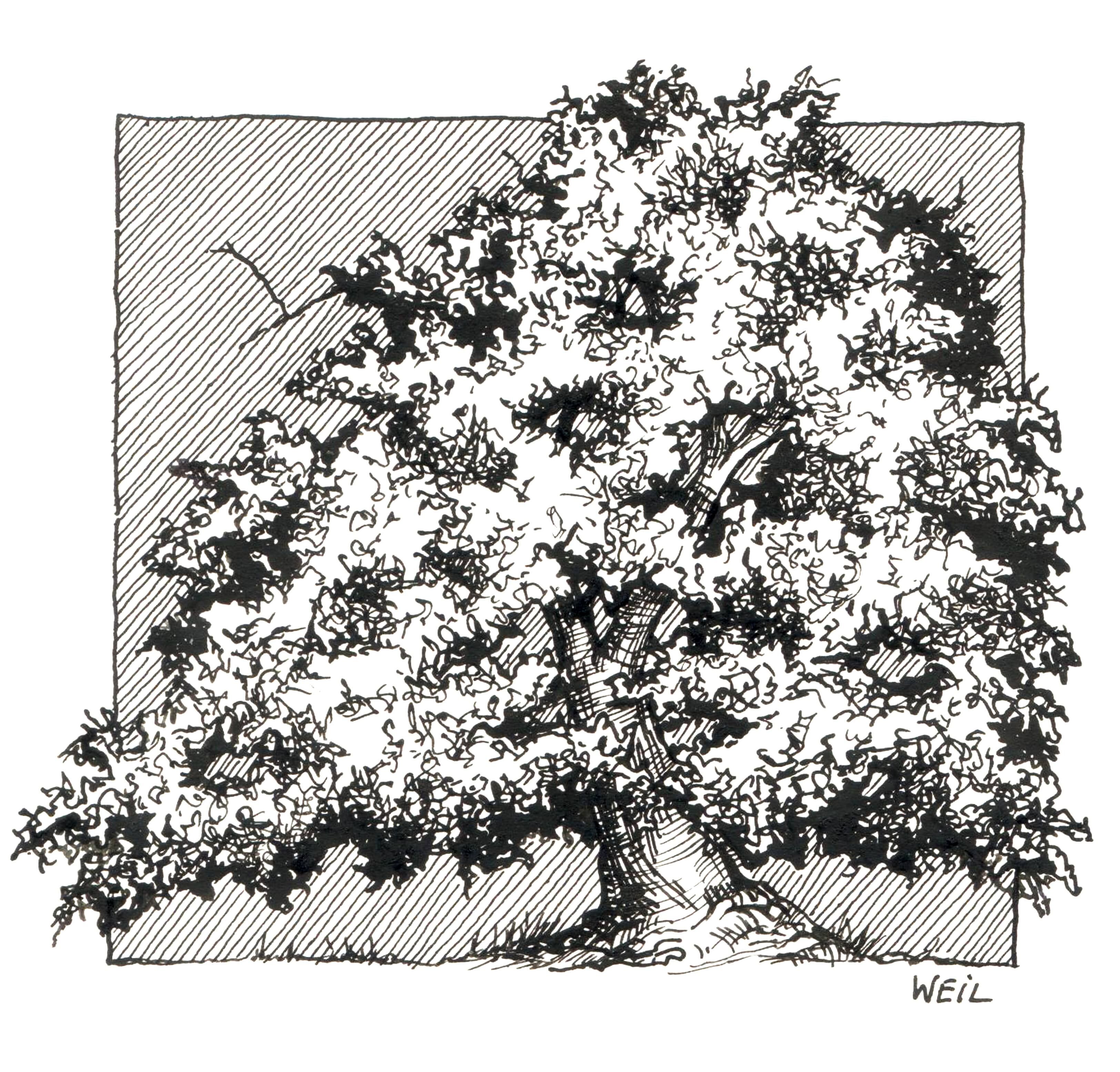 California Scrub Oak.jpg