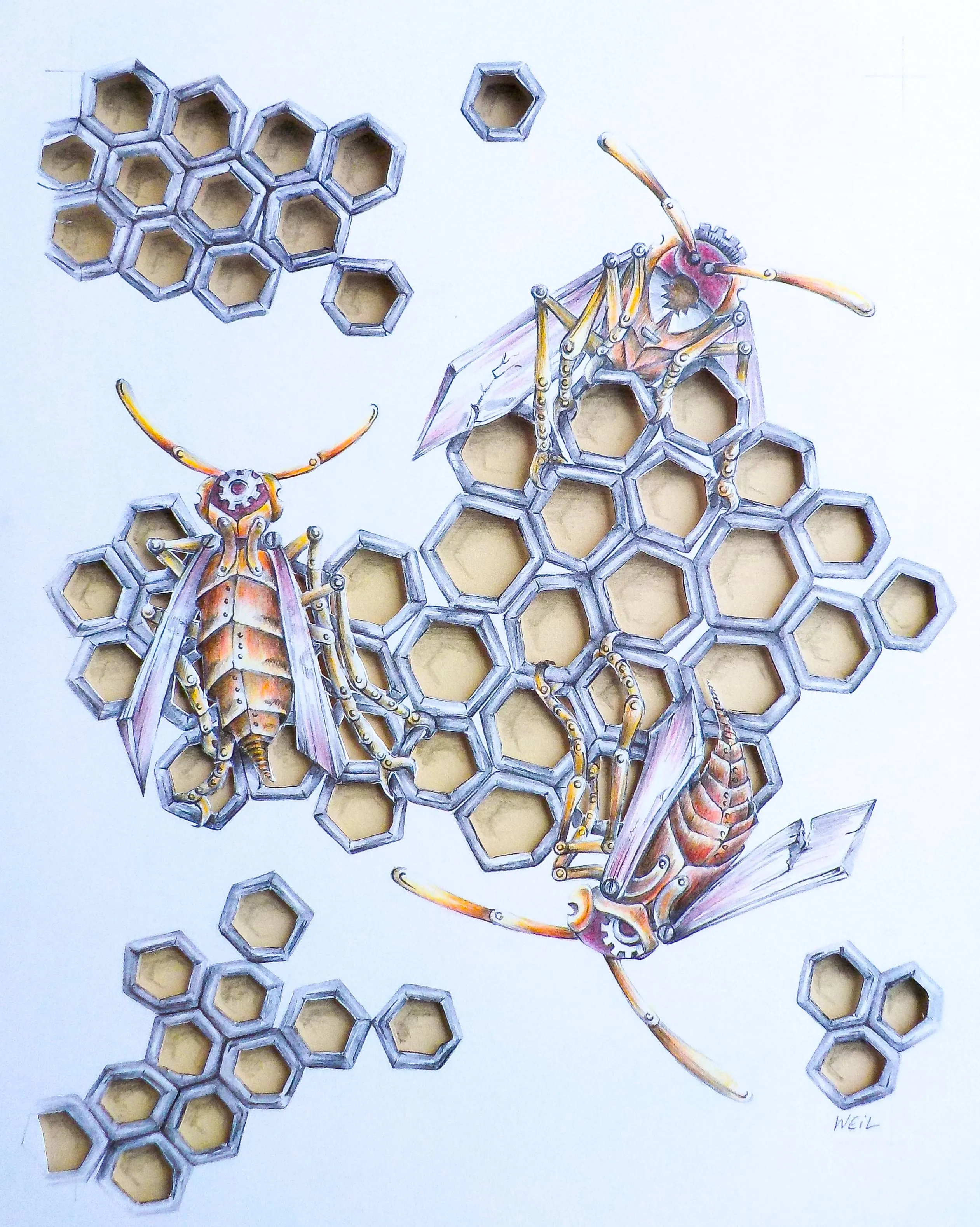 PaperWasps.jpg