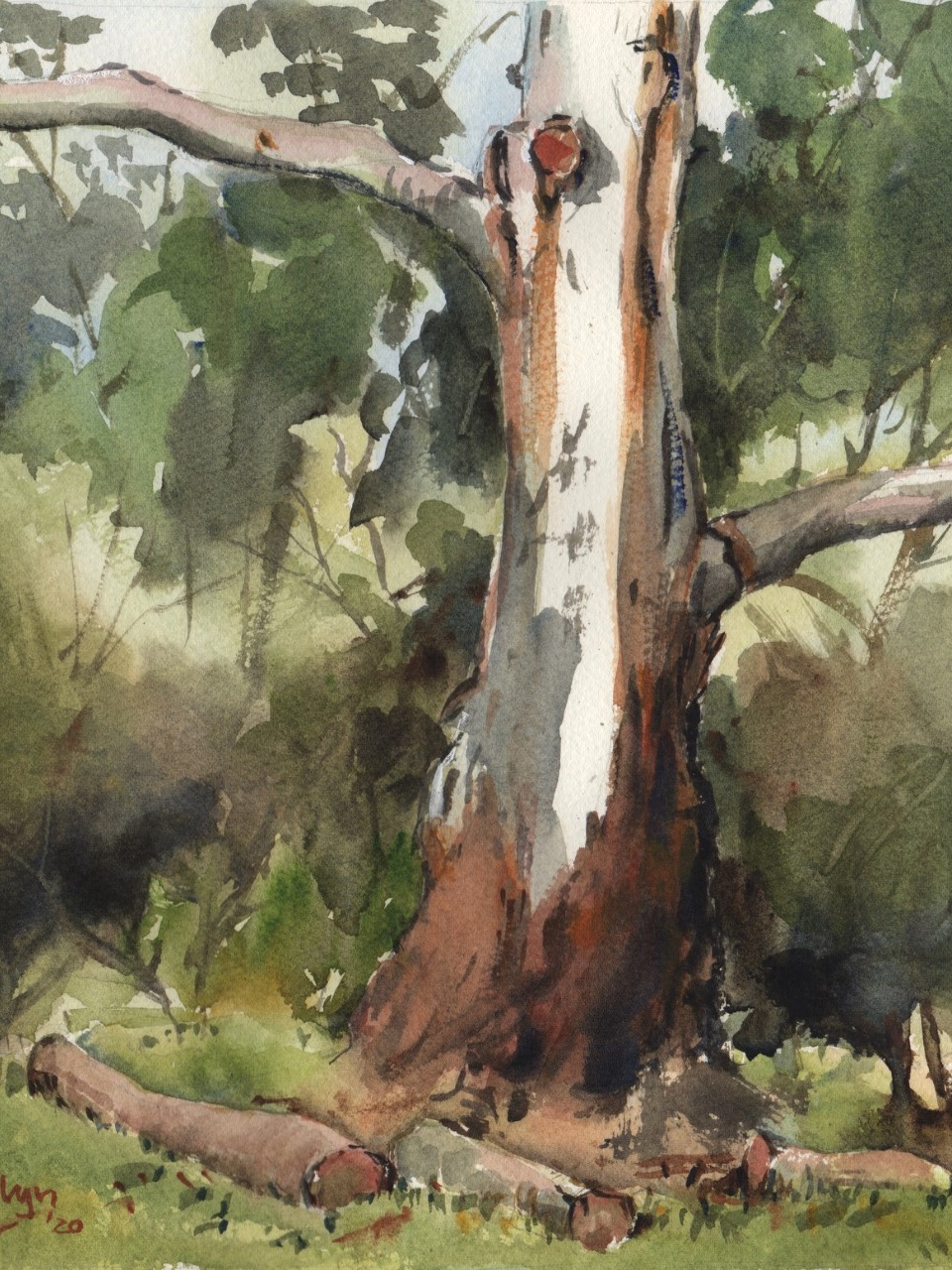 Evelyn Yee- Gum tree, Maranoa Botanic Gardens Medium used- Watercolour