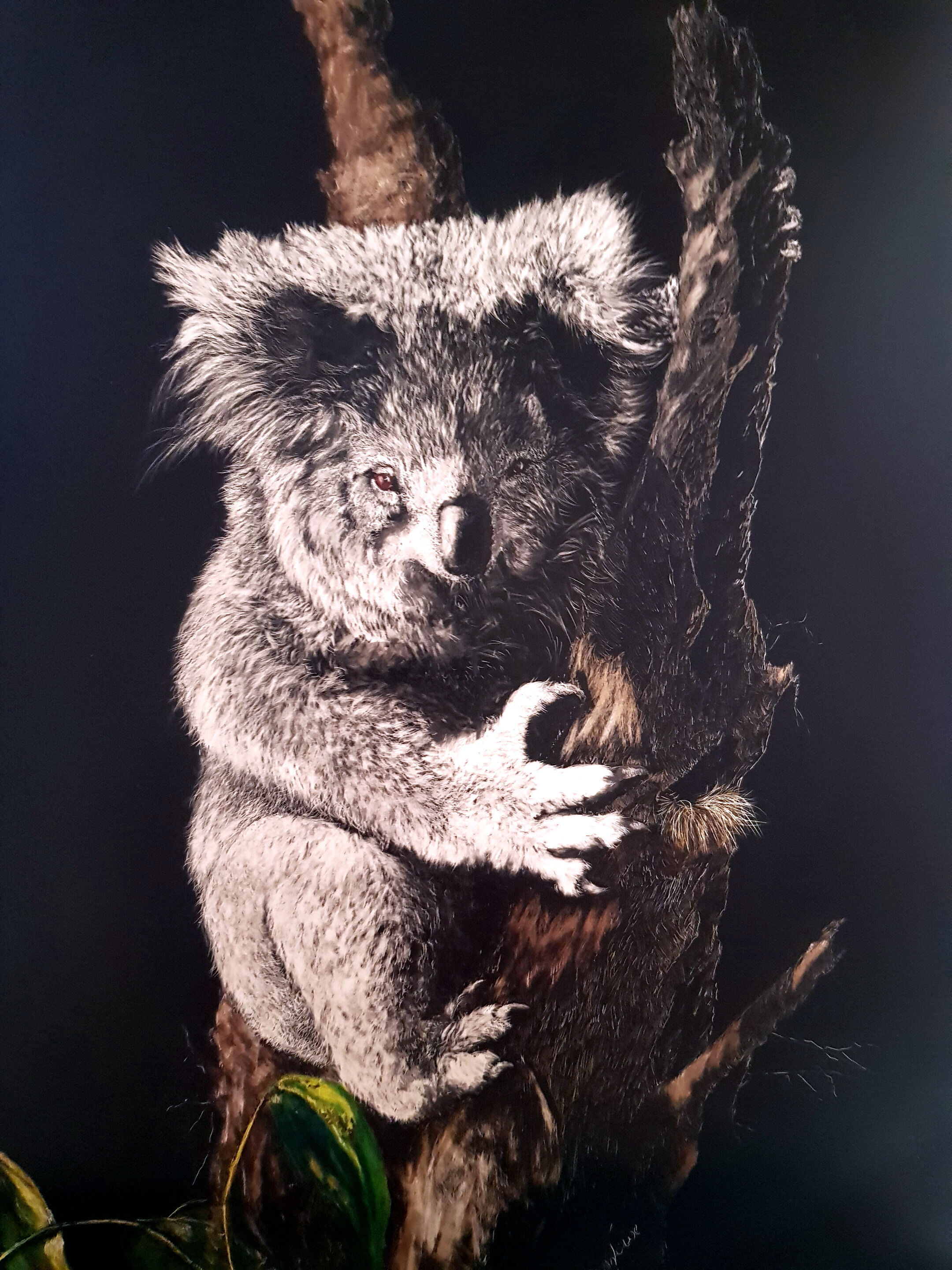 JLowe.Living with Hope - rescued Koala from 2009 Vic fires.Faces&PlacesEx.Jul22