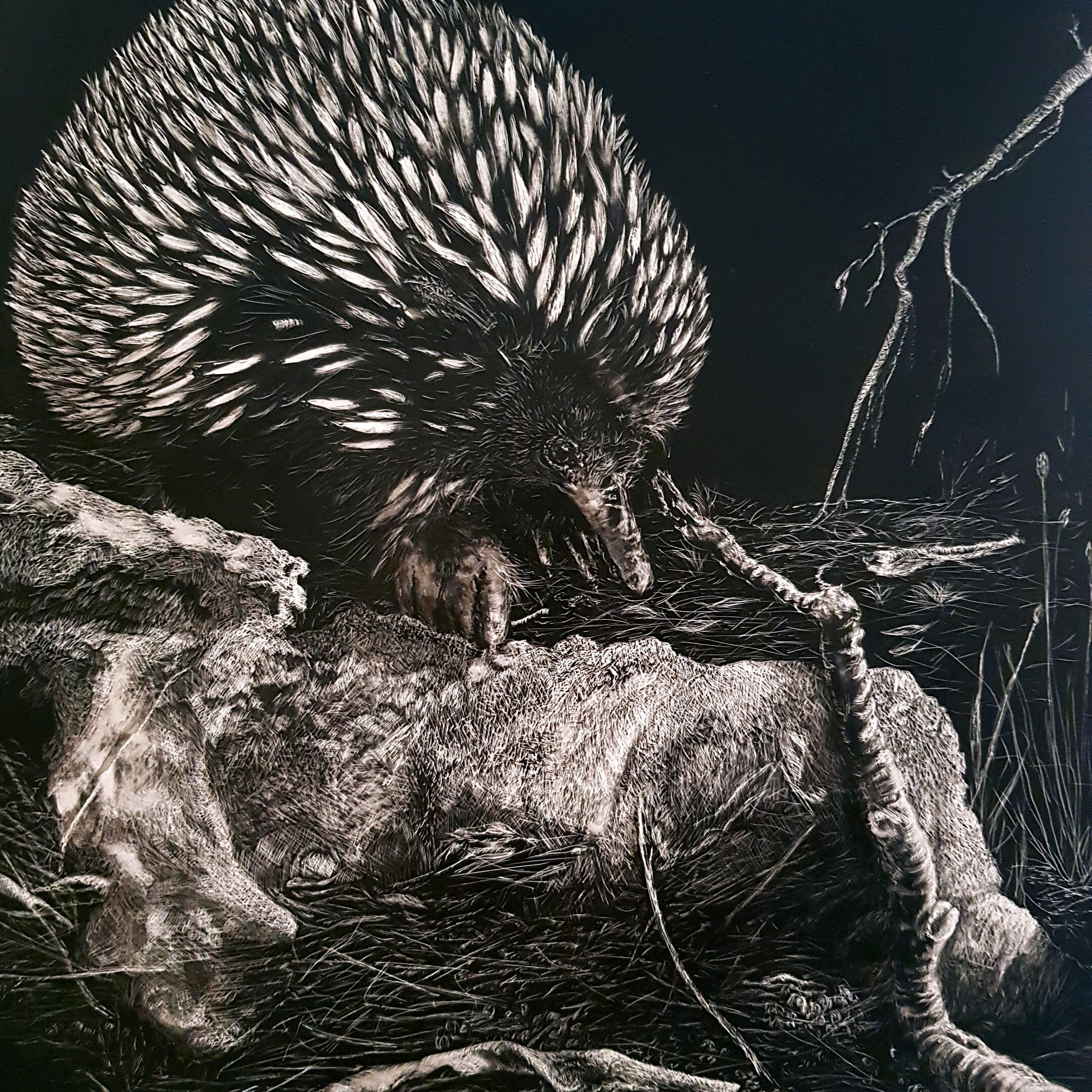 JLowe.Echidna Foraging.Faces&PlacesEx.Jul22