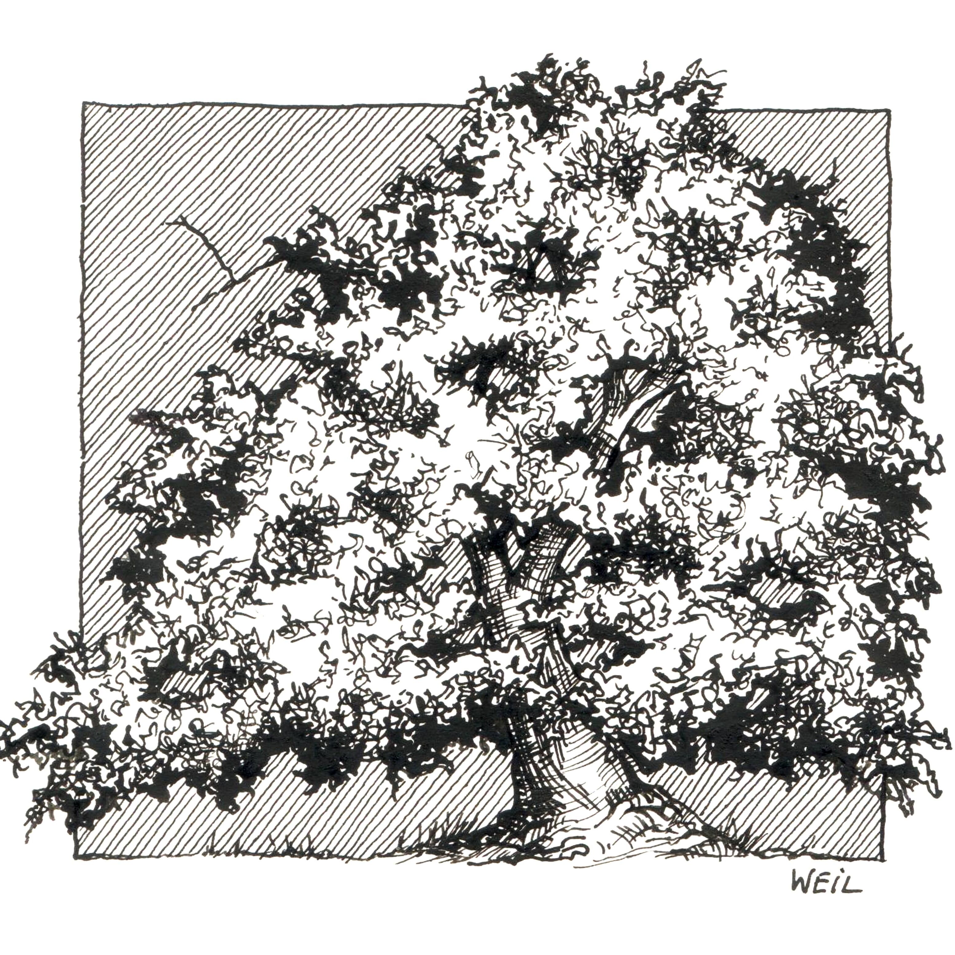 California Scrub Oak.jpg