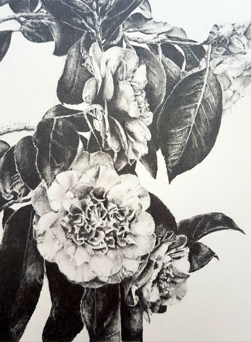 500-SAckland-Camellia image