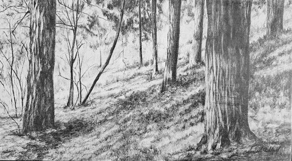590-SAckland-Trees image