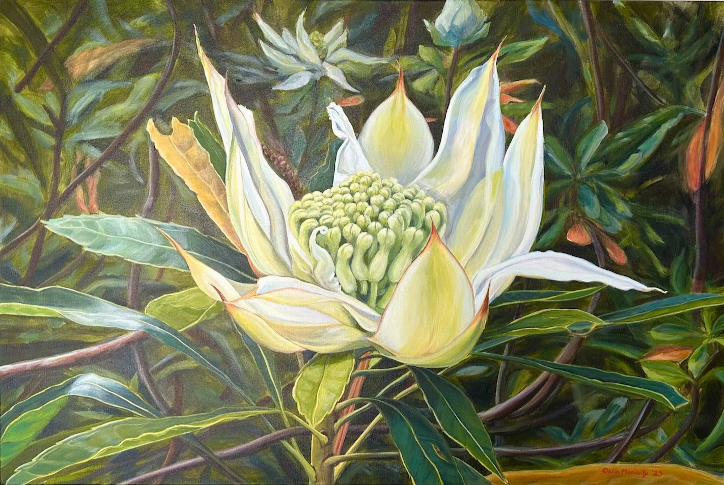 White Waratah 2023 Acrylic on thick edge canvas 61 x 91.4 cm Imgae courtesy of Celia Moriarty.jpeg