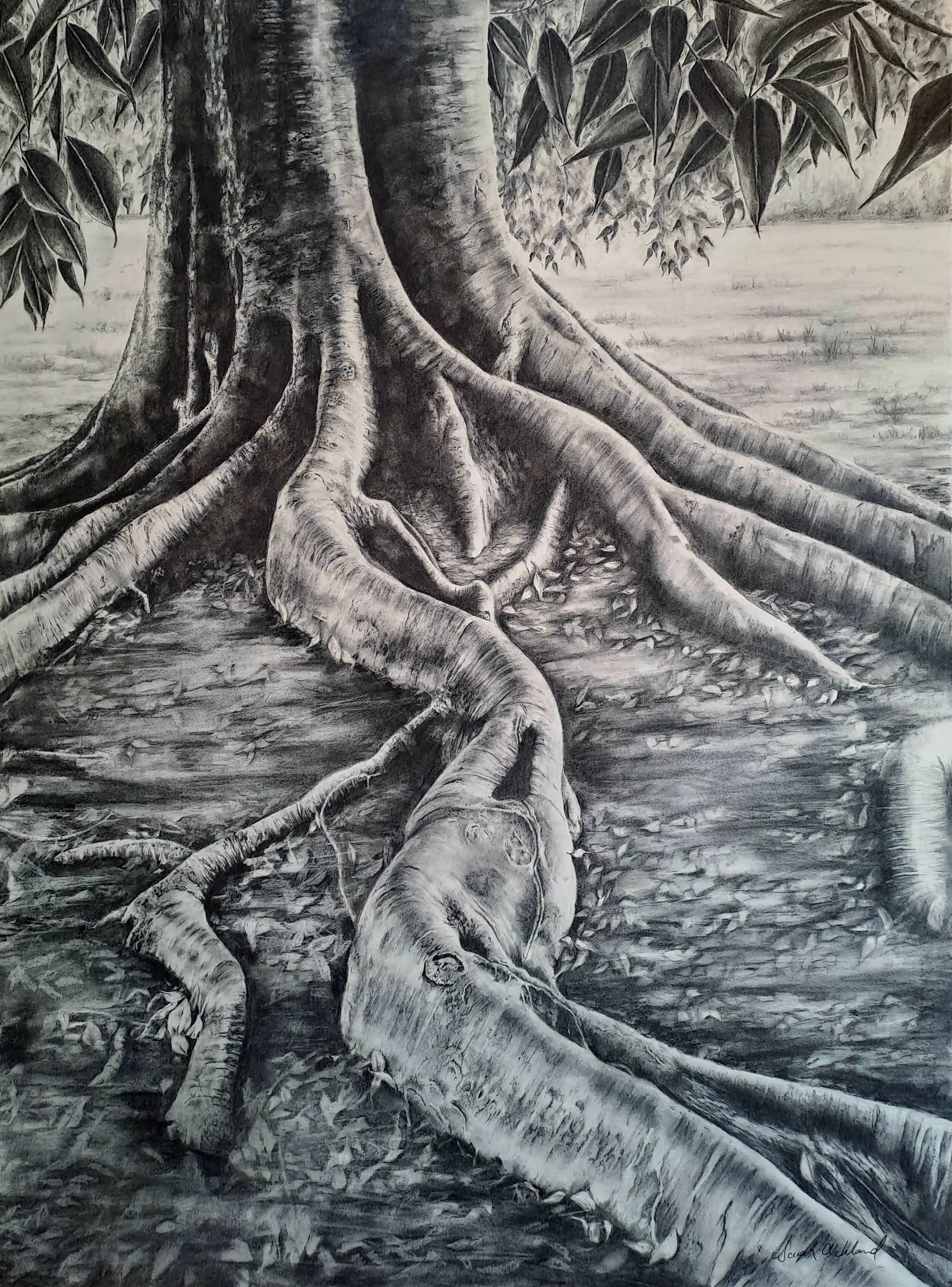 MoretonBay Fig2.jpg