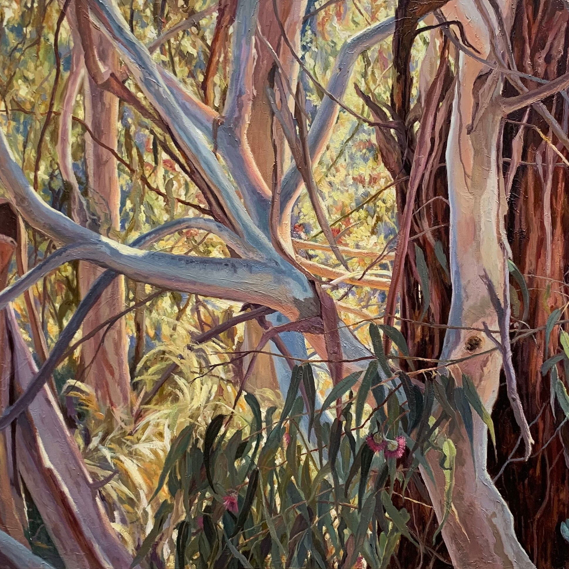 Gwen Krumins_Senorous Bushland Calls_Cropped_WINNER 2022 copy