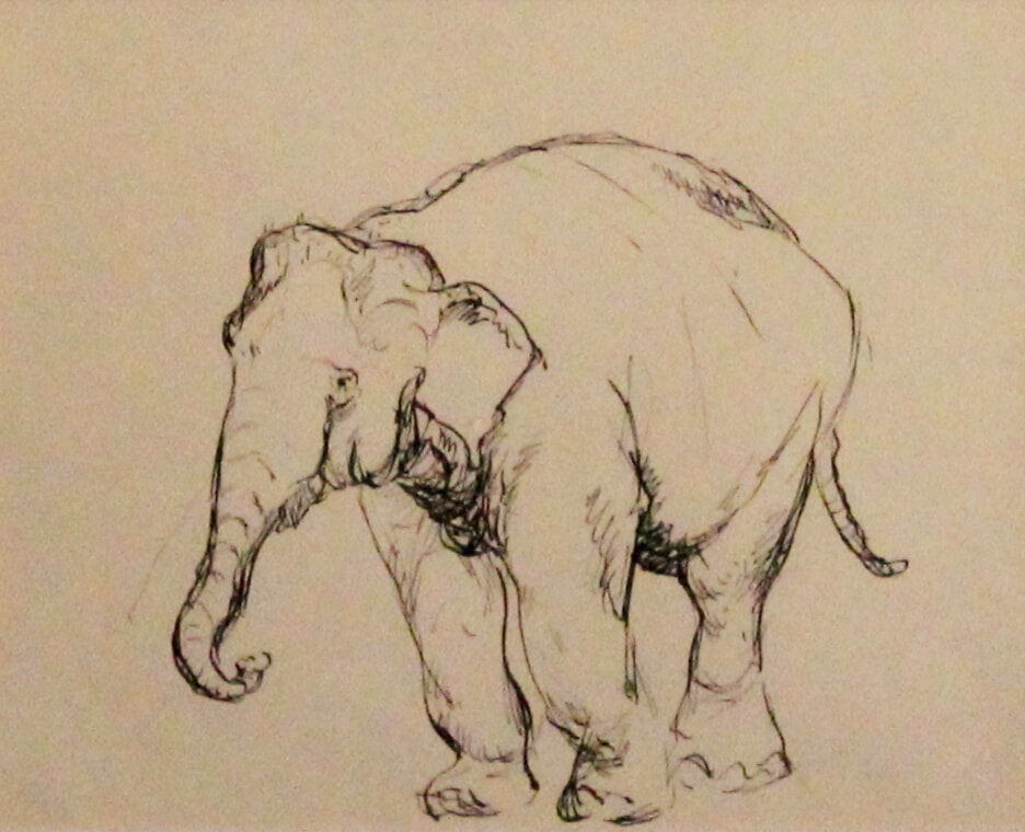 054_Elephant Study 1952_Jim Minogue