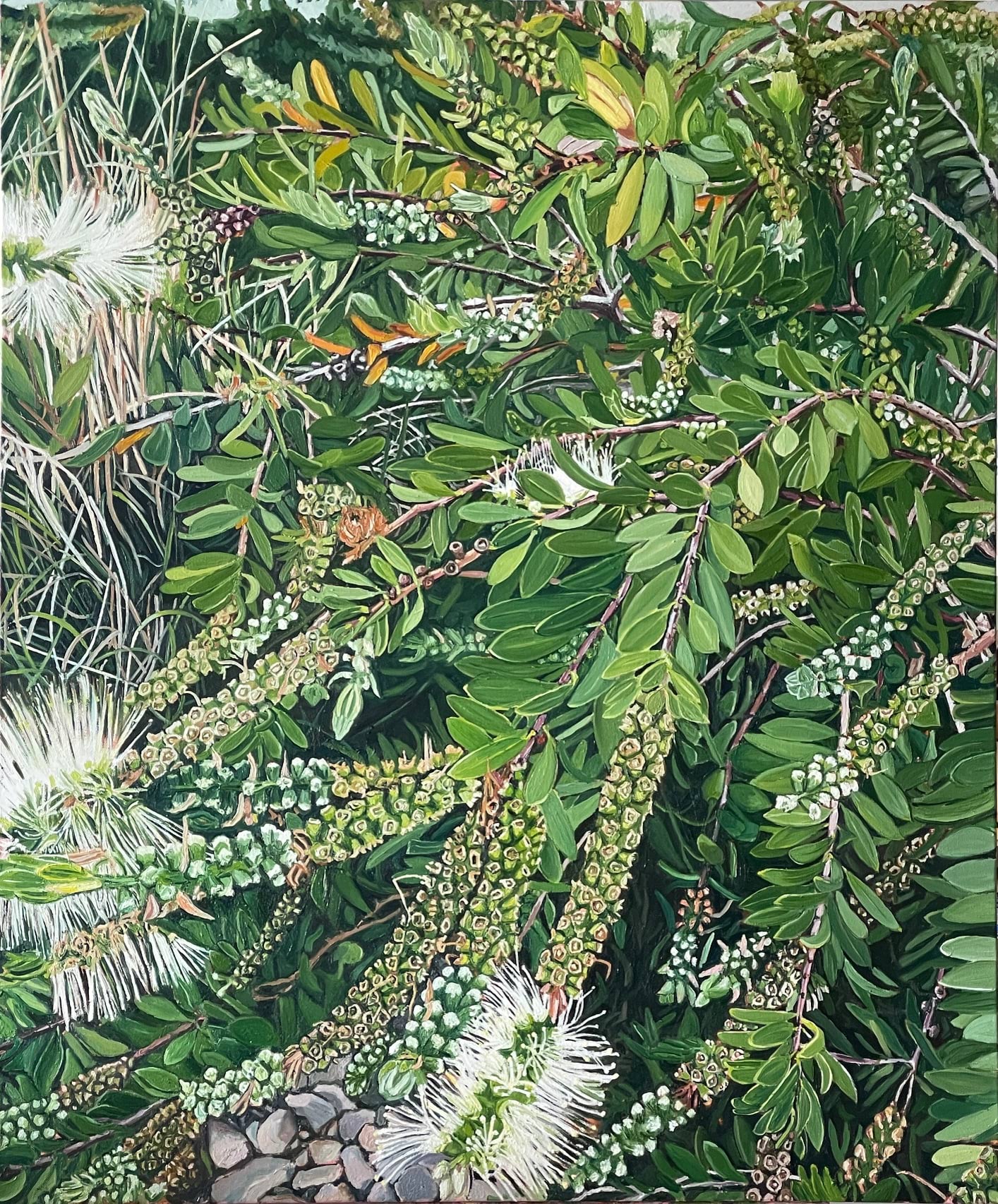 Callistemon