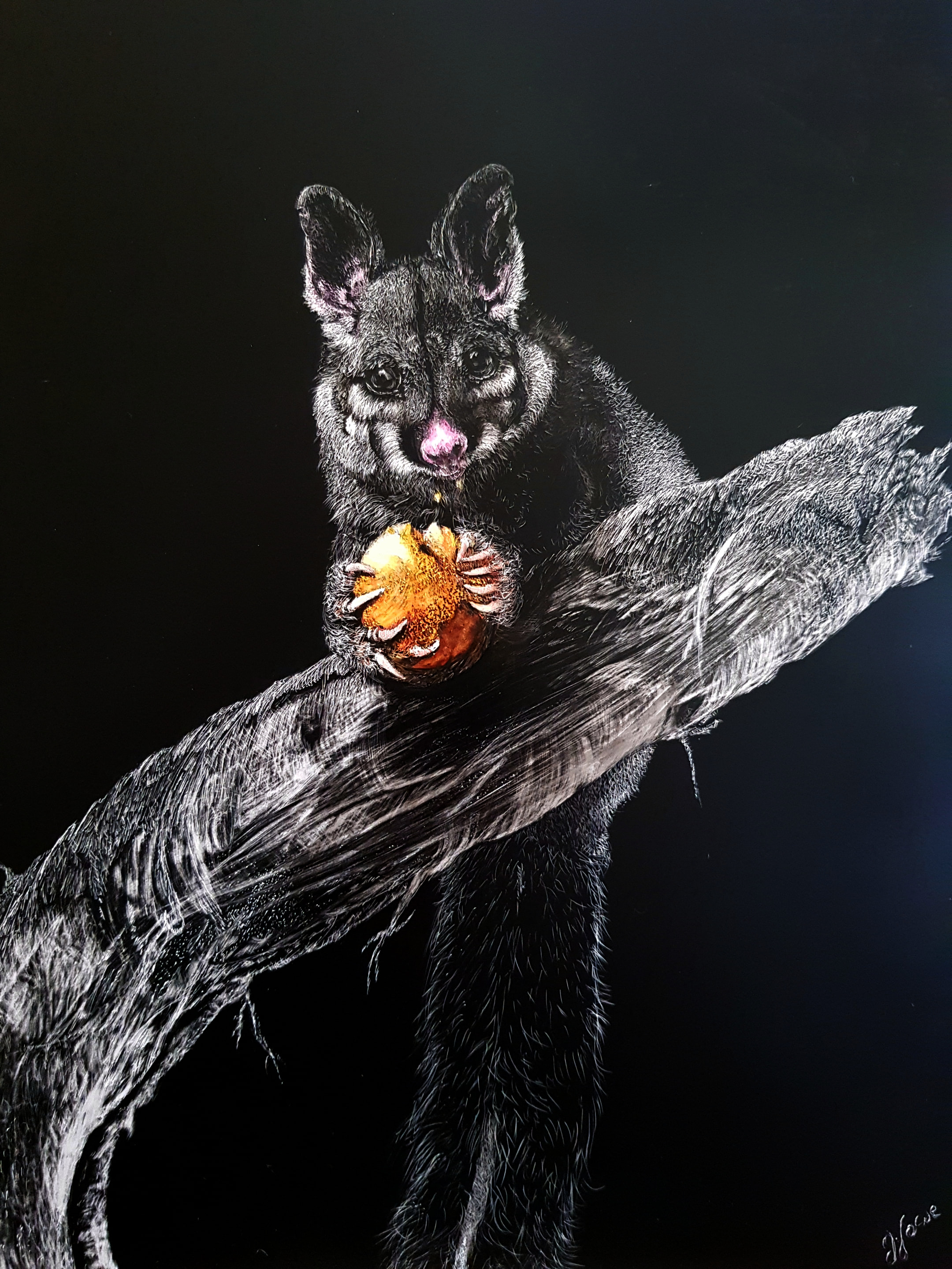 Brushtail Possum eating an orange